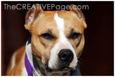 Pet Photography