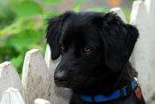 Pet Photographer